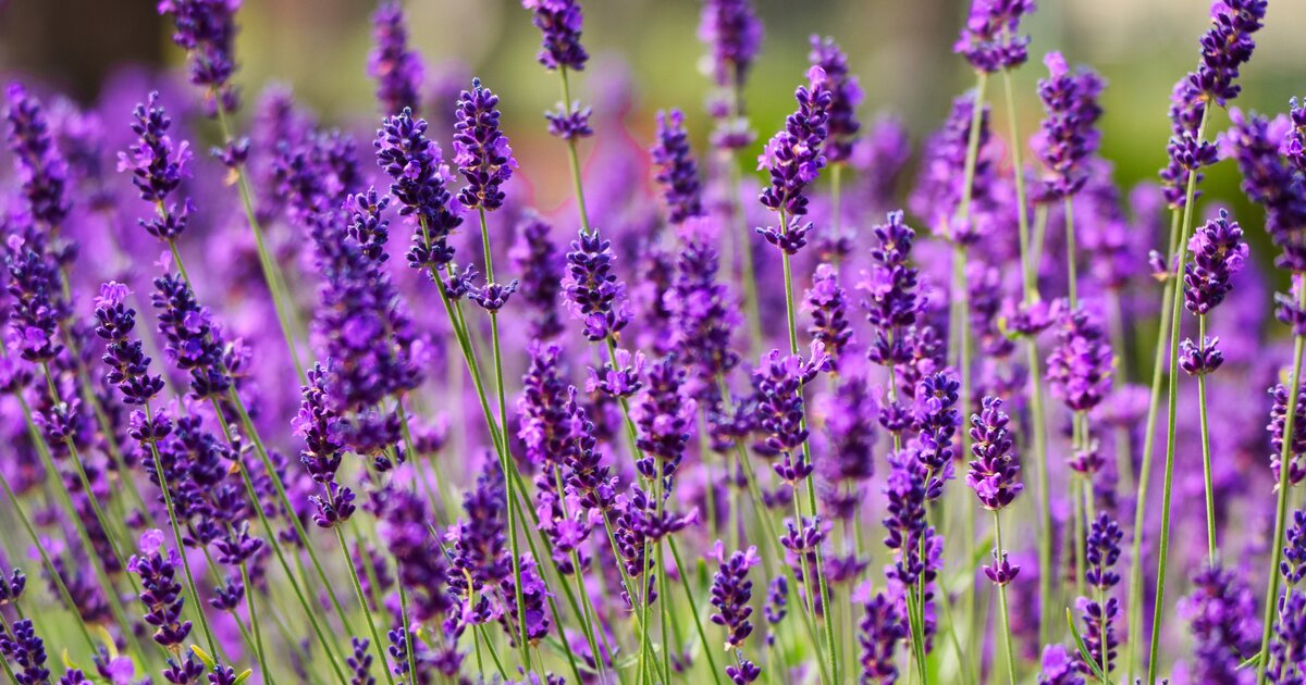 Lavendel schneiden Einfache Anleitung für den Rückschnitt